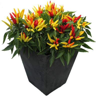 ornamental peppers