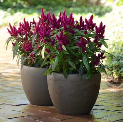 celosia