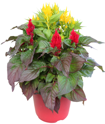 colorful celosia