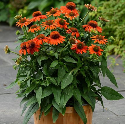 sombrero adobe orange