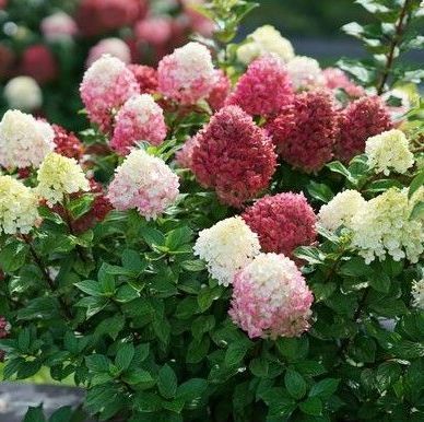 hydrangea paniculate little lime punch