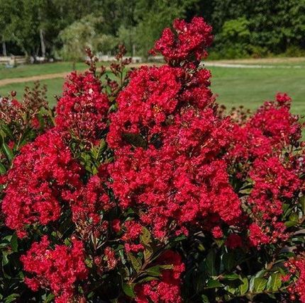 enduring summer red