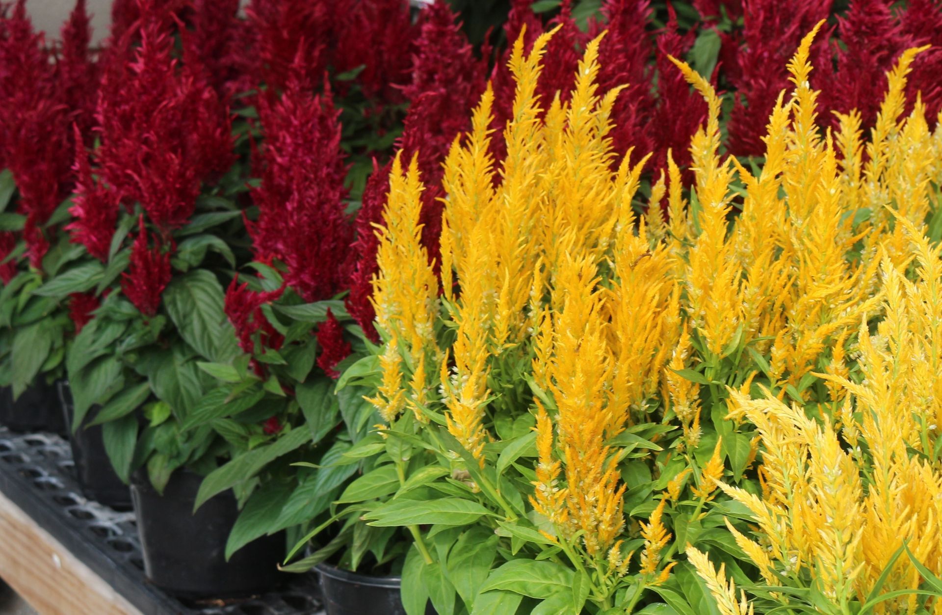 Celosia