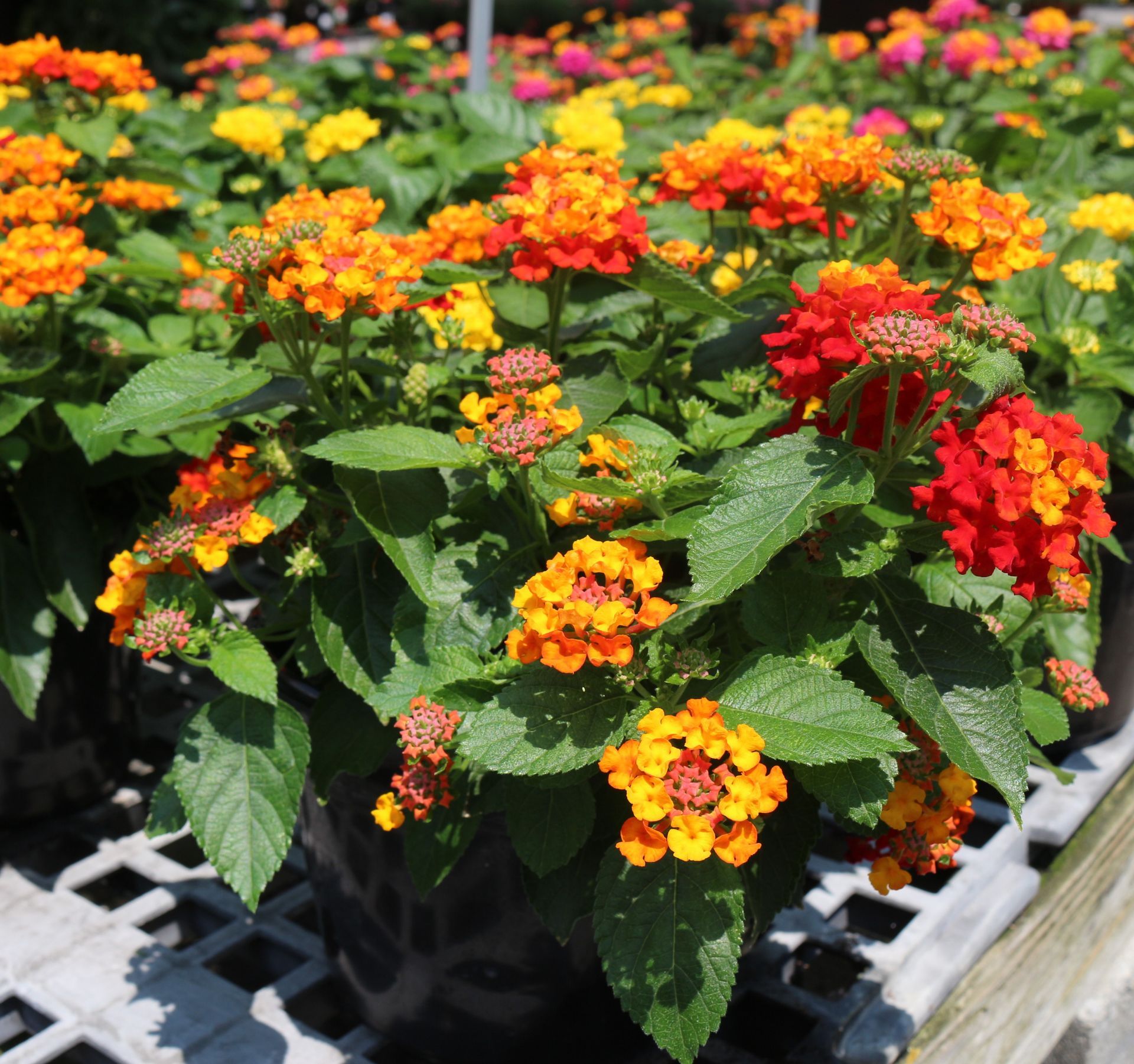 Lantana