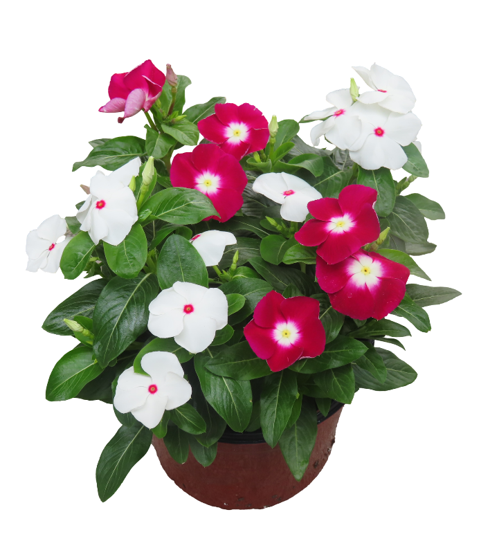 Vinca