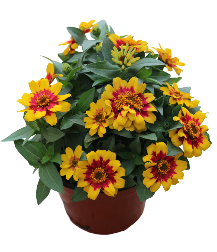 Zinnias
