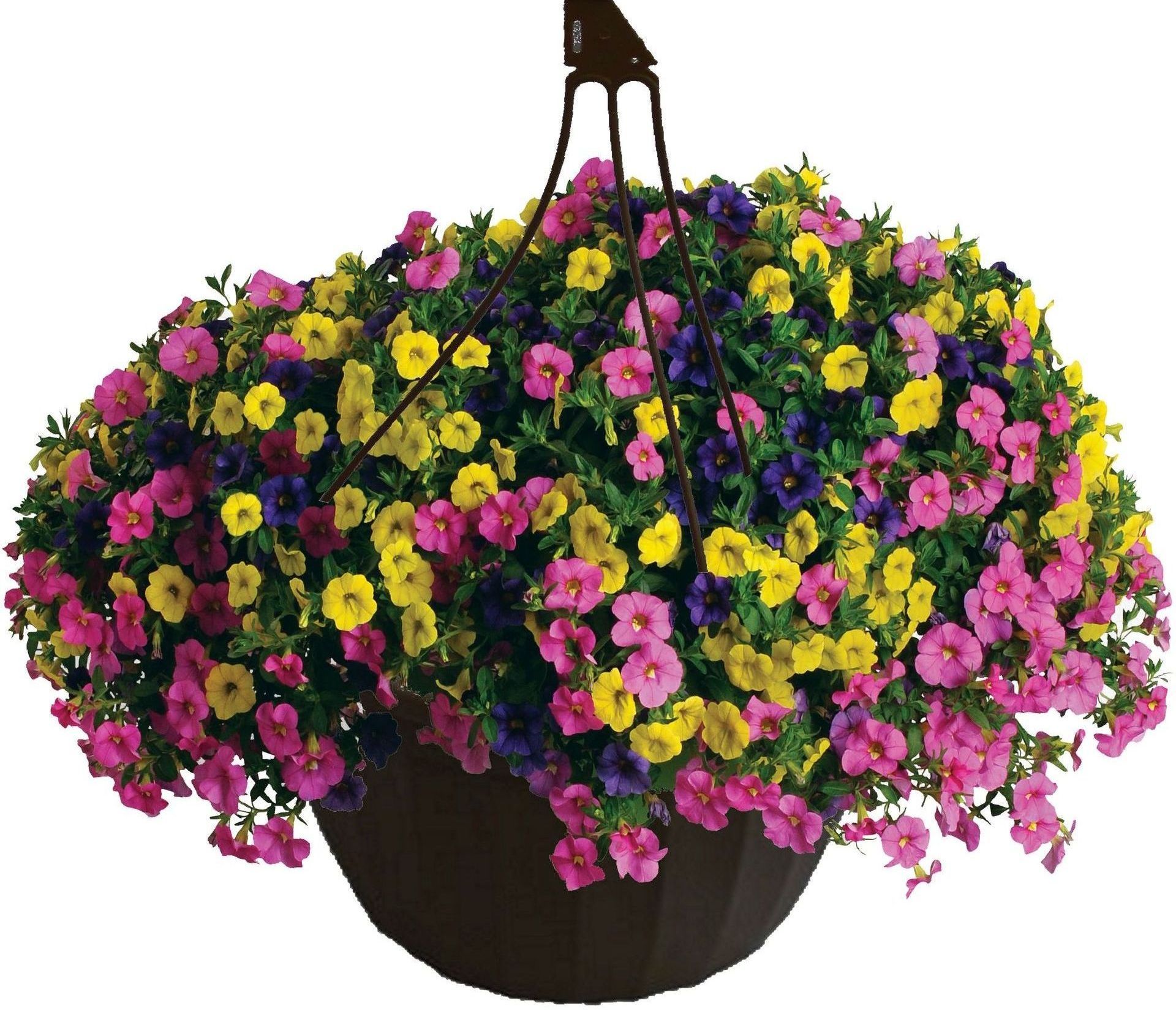 hanging baskets