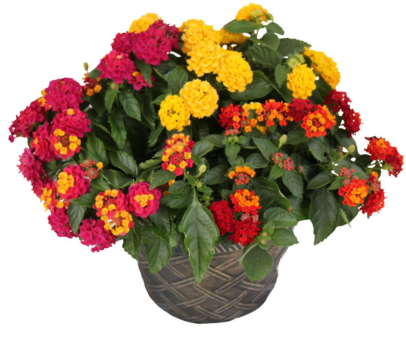 planters
