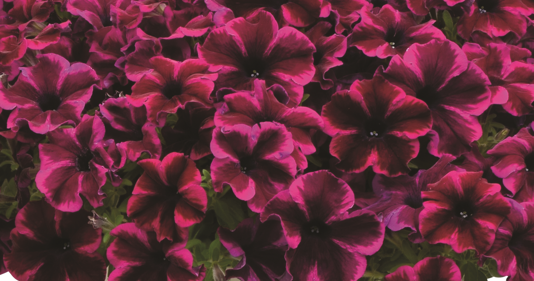 Petunias