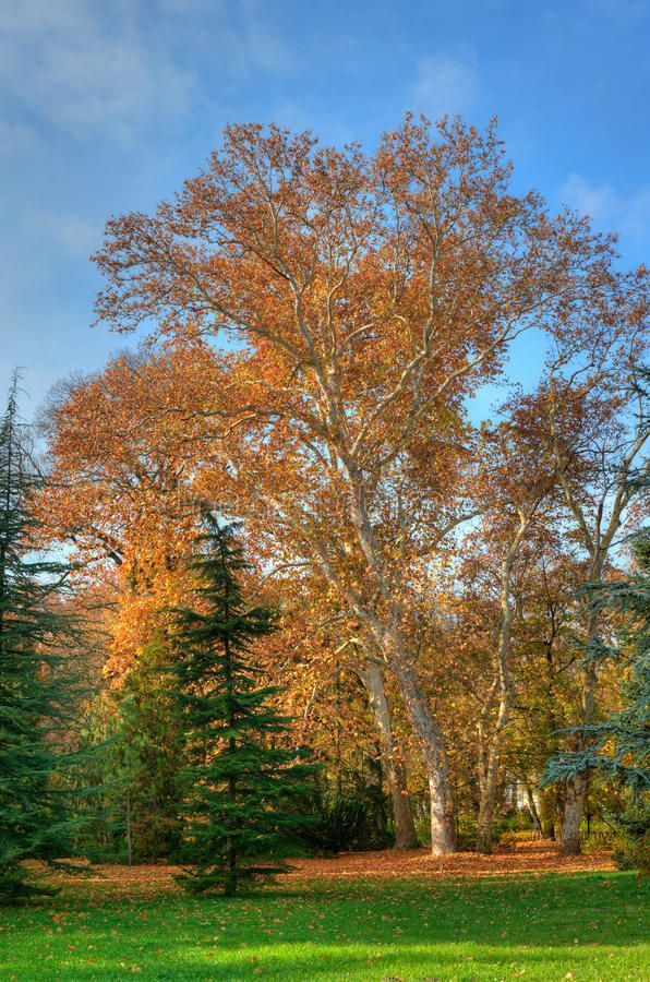 Platanus x acerifolia Morton Circle Exclamation! London Planetree Sycamore Tree for sale in Lebanon