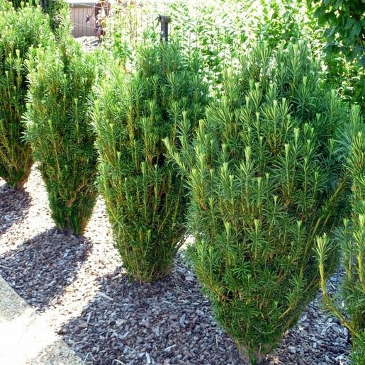 japanese plum yew upright shrub evergreen bush for sale in Lebanon