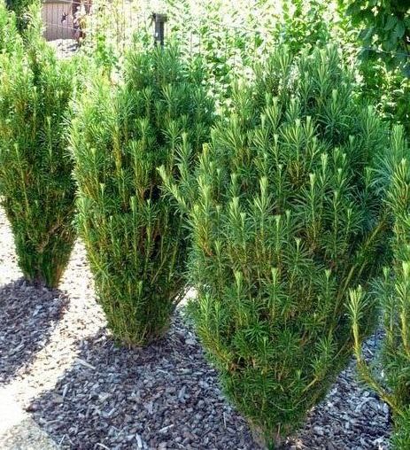 japanese plum yew upright shrub bush for sale lebanon pa