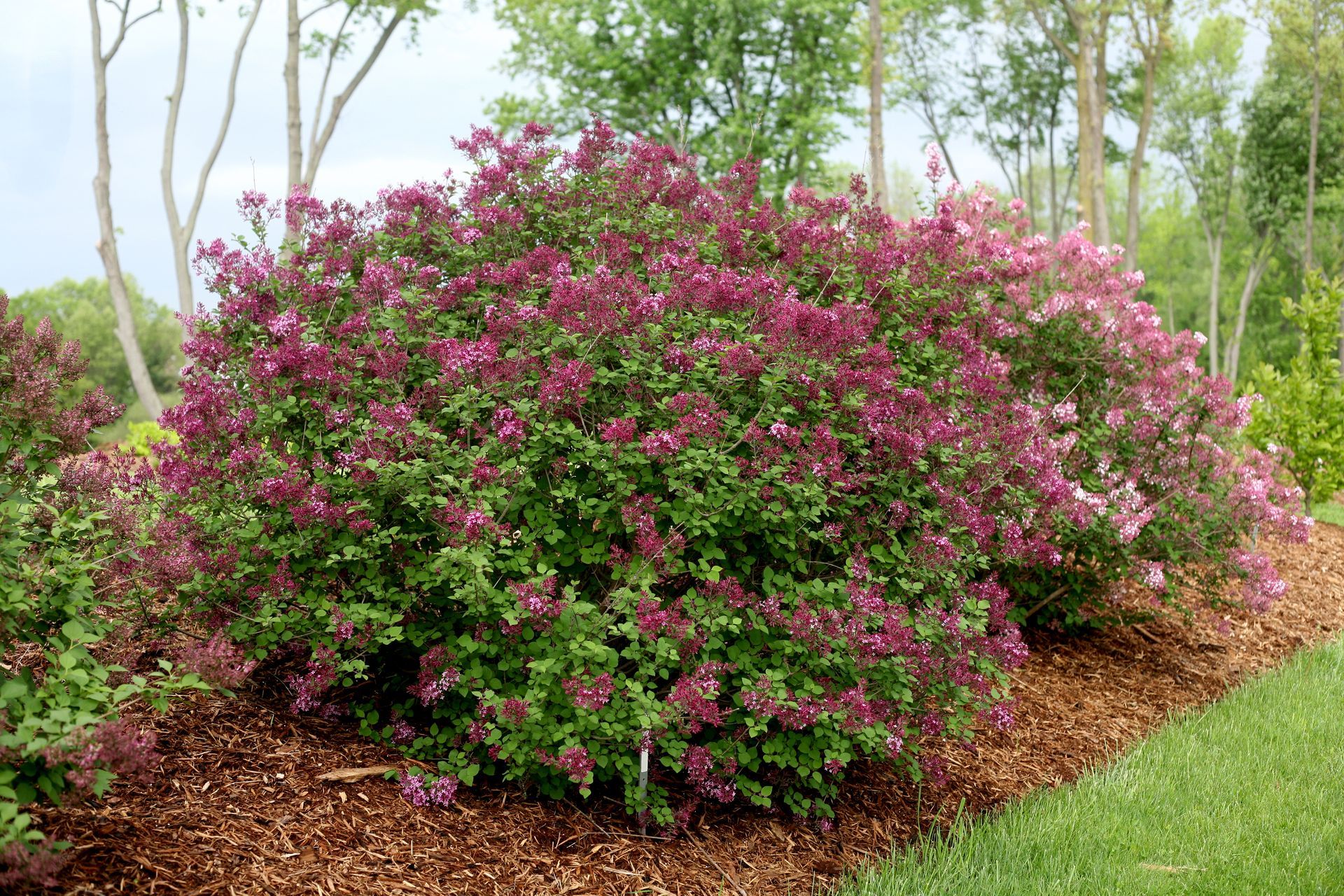 Bloomerang Dark Purple Lilac Shrub dwarf flowering bush for sale in Lebanon