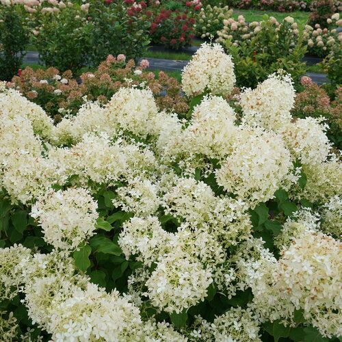 Panicle Puffer fish Hydrangea Shrub dwarf flowering bush for sale in Lebanon