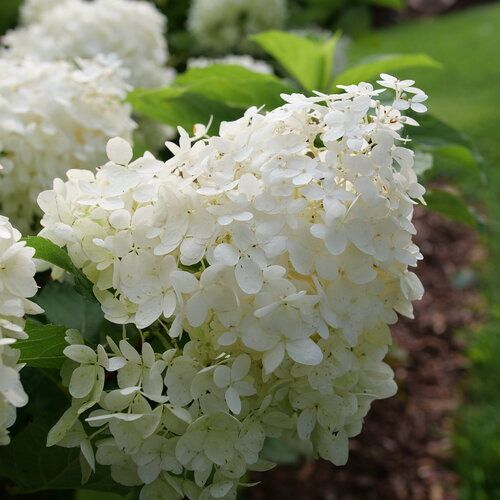 Panicle Puffer fish Hydrangea Shrub dwarf flowering bush for sale in Lebanon