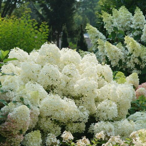 hydrangea macrophylla panicle dwarf puffer fish shrub bush 