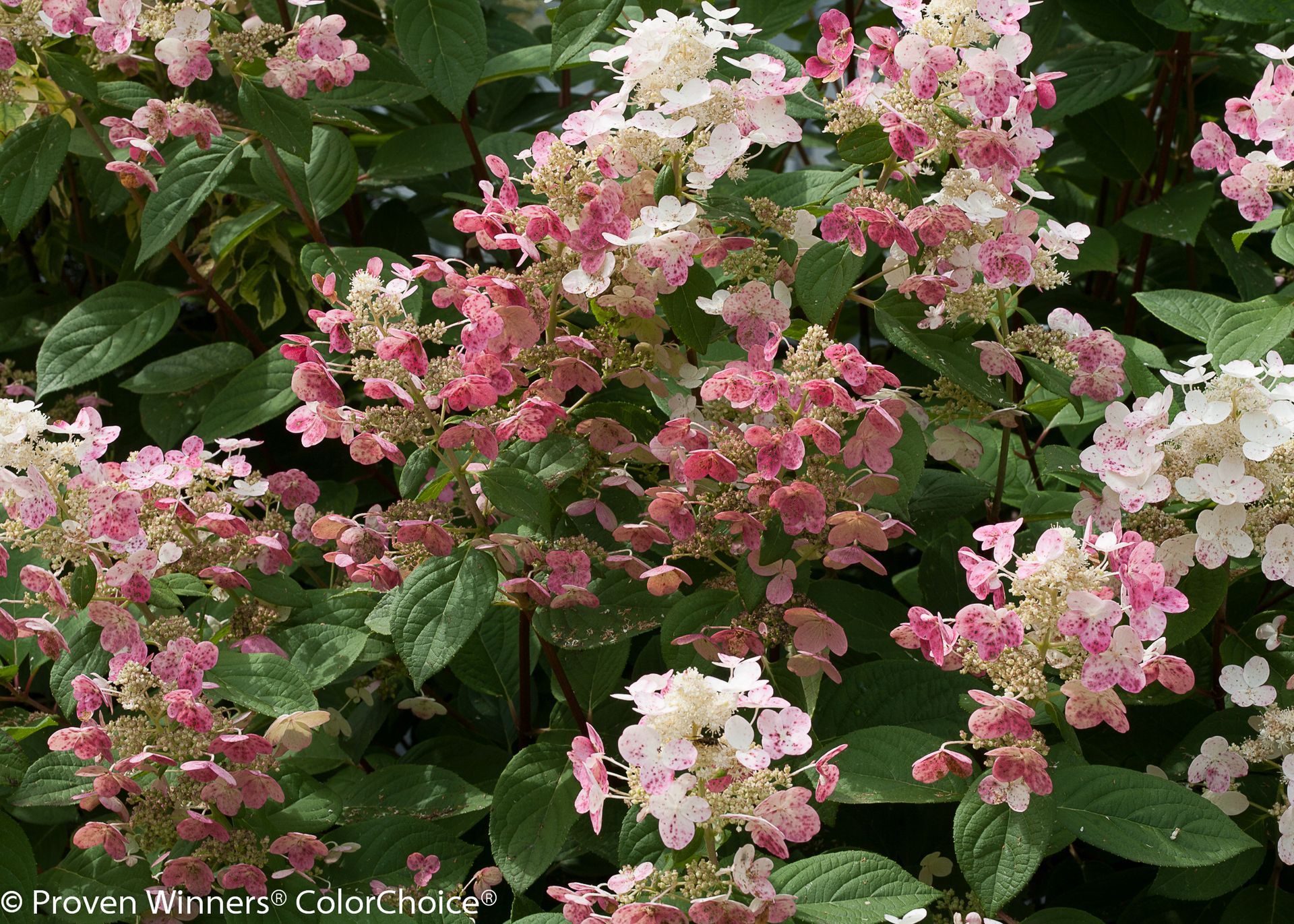 Panicle Quick Fire Hydrangea Tree for sale in Lebanon