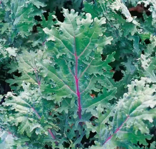 Red Russian Kale