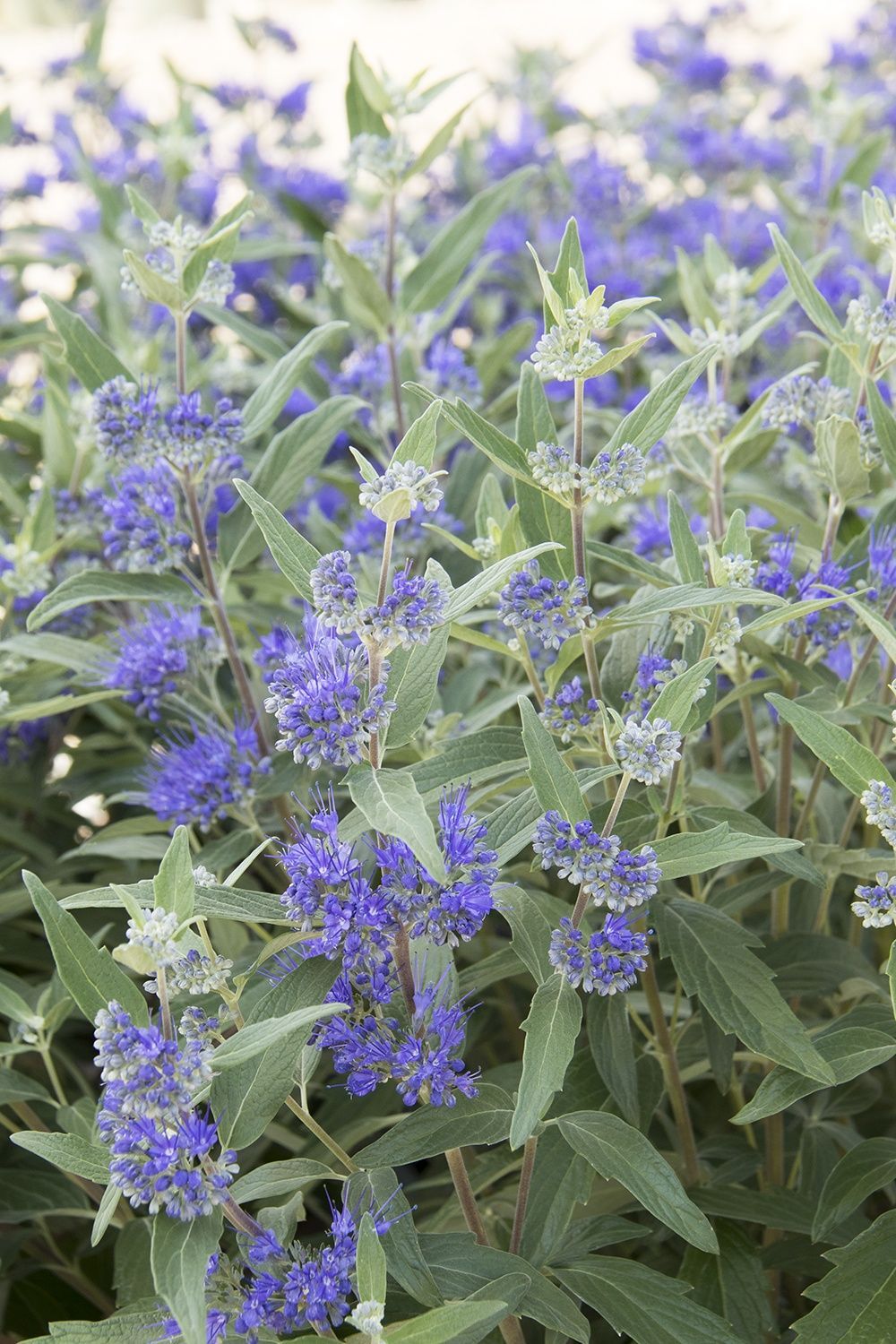 Caryopteris dark knight bluebeard bush flowering shrub for sale in Lebanon