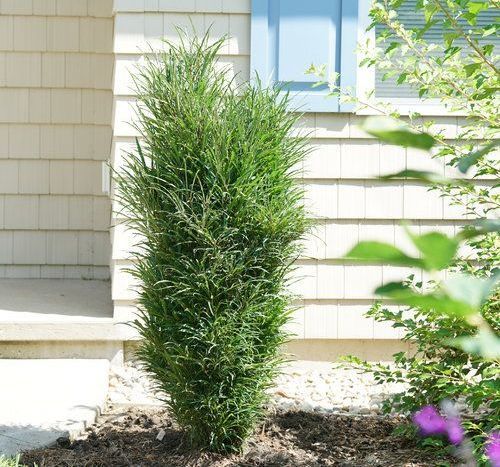 Buckthorn Fine Line Shrub Flowering bush for sale in Lebanon