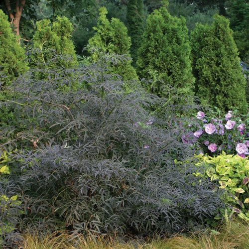 Black Lace Elderberry Sambucus  Shrub flowering bush for sale in Lebanon