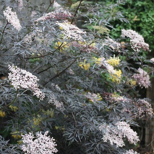 Black Lace Elderberry Sambucus  Shrub flowering bush for sale in Lebanon