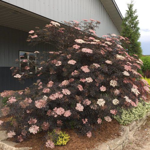 Sister Disco Scotch Broom Cytisus