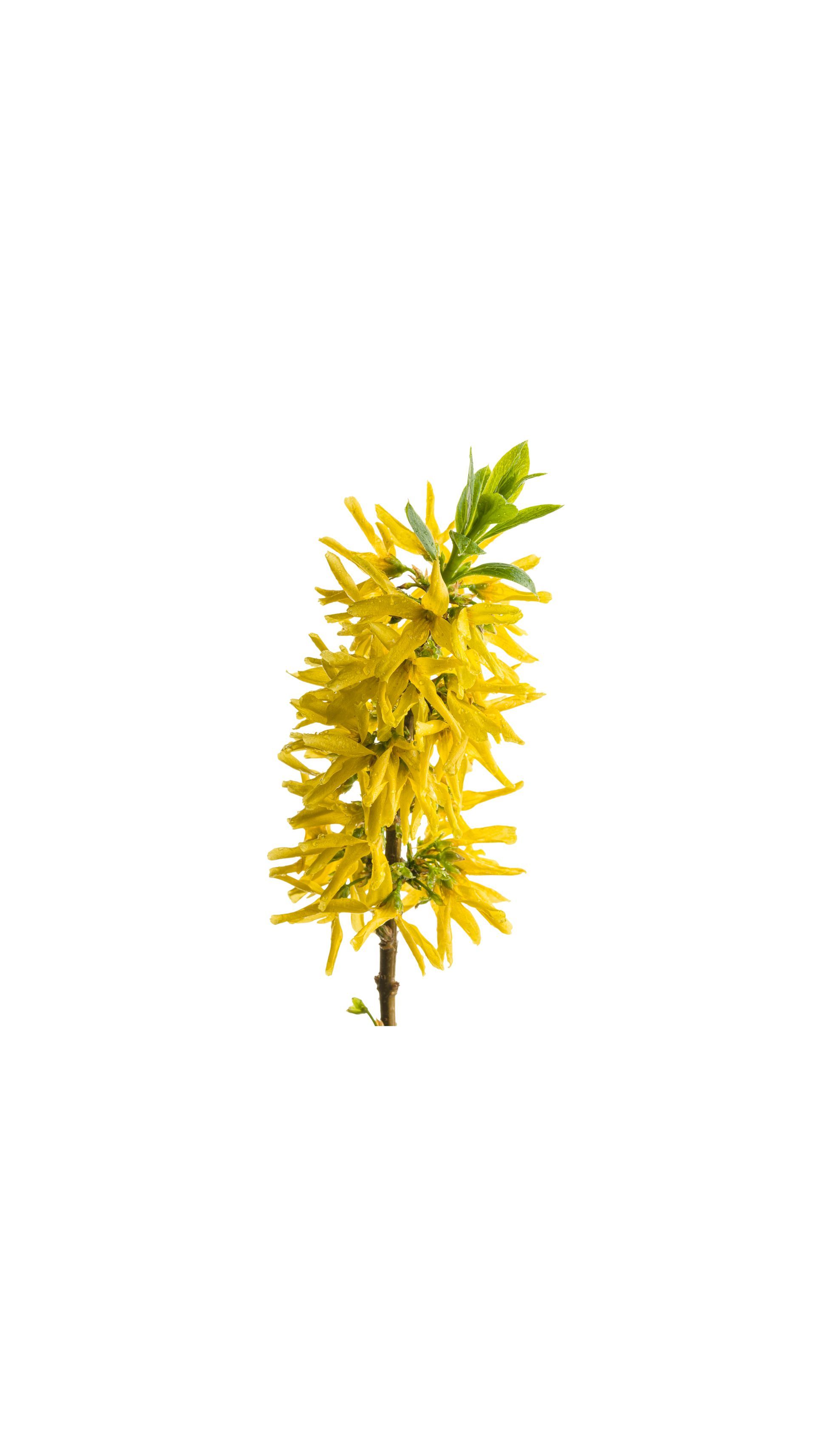 Show Off Sugar Baby Forsythia shrub dwarf flowering bush for sale in Lebanon