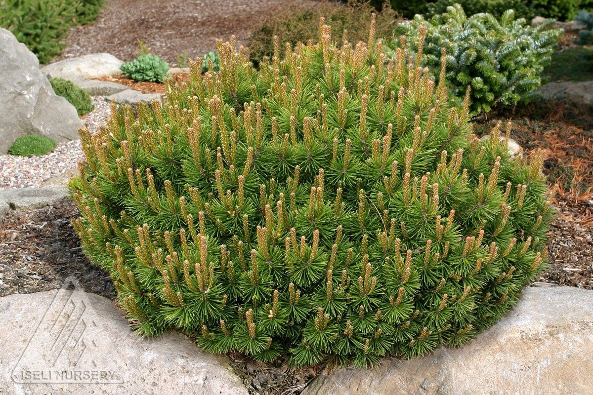 Pinus mugo Slowmound Mugo Pine shrub dwarf evergreen bush for sale in Lebanon