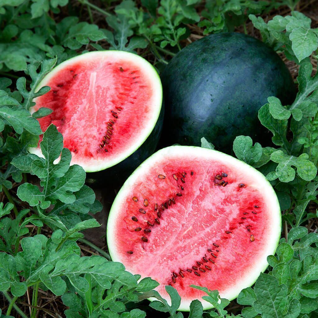Sugar Baby Watermelon plants for sale in Lebanon PA