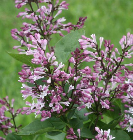lilac Syringa vulgaris dwarf shrub bloomerang miss kim bush