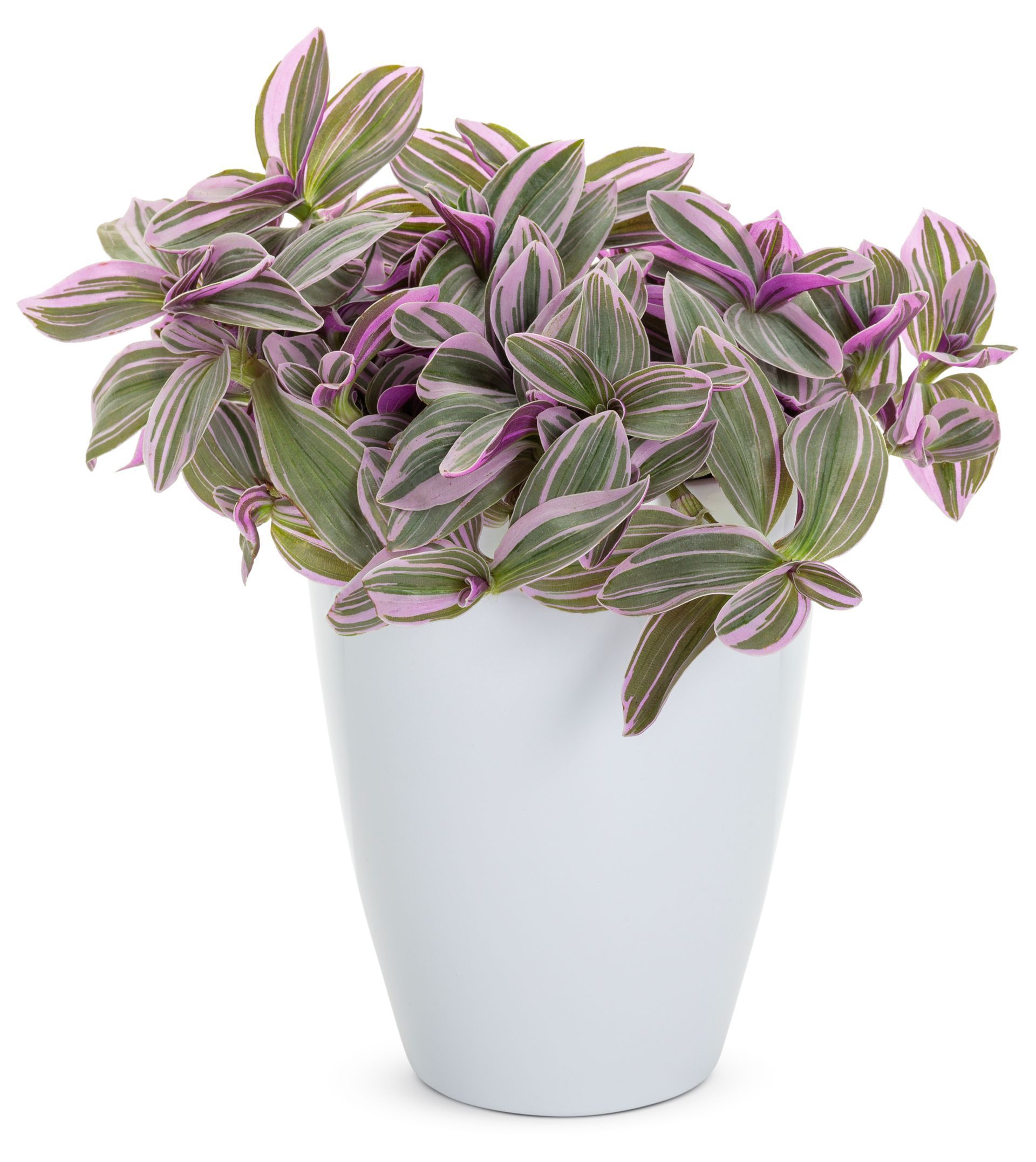 Tradescantia feeling flirty indoor flowering houseplant for sale in Lebanon