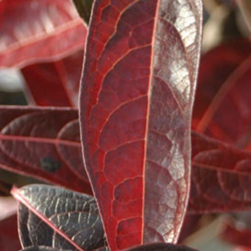 brandywine viburnum shrub flowering bush for sale in Lebanon