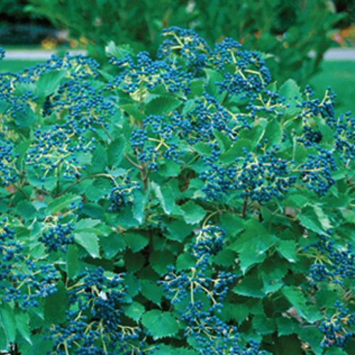 blue muffin viburnum shrub flowering bush for sale in Lebanon