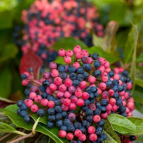 brandywine viburnum shrub flowering bush for sale in Lebanon