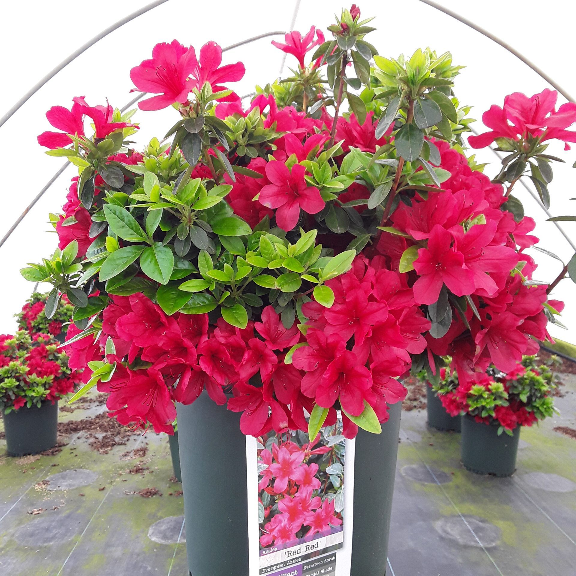 Red Red Azalea bush flowering shrub for sale in Lebanon