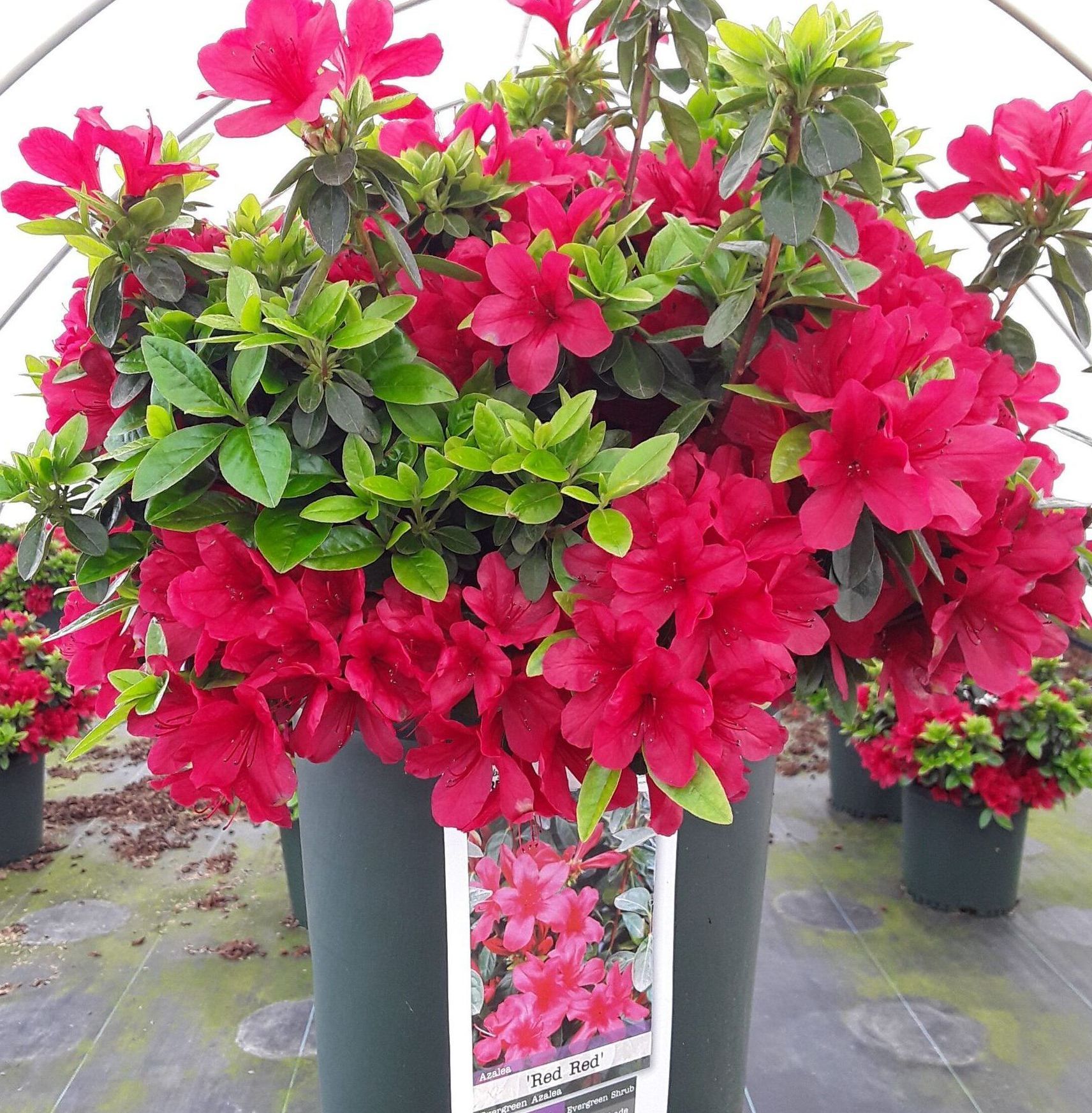 azaleas girard fushia traditional shrub bush