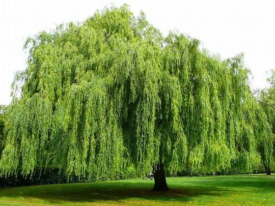 Salix Babylonica Weeping Willow Tree for sale in Lebanon