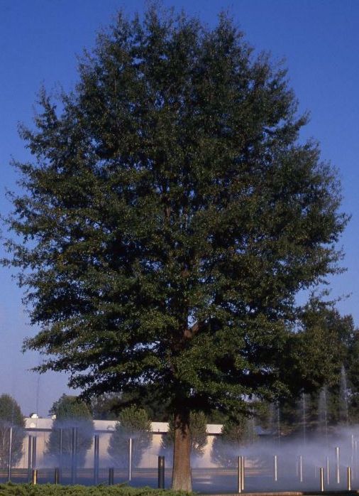 Quercus Willow Oak Tree