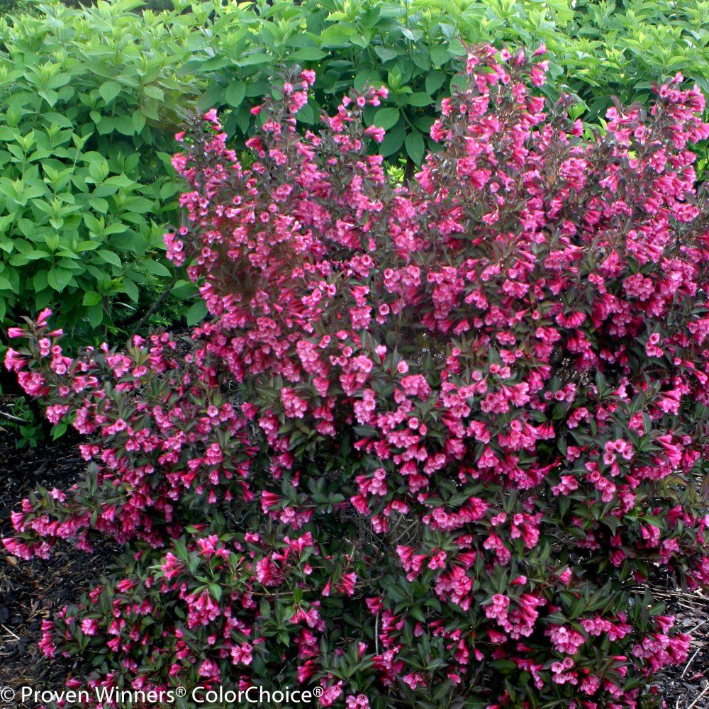 weigela wine and roses shrub bush