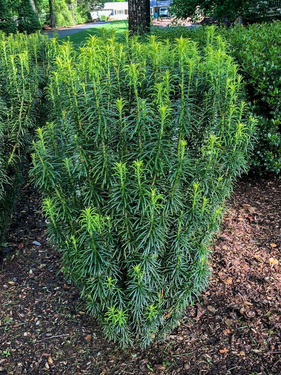 japanese plum yew upright shrub evergreen bush for sale in Lebanon