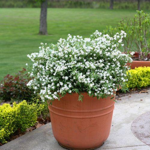 Yuki Snowflake Deutzia Shrub flowering bush for sale in Lebanon