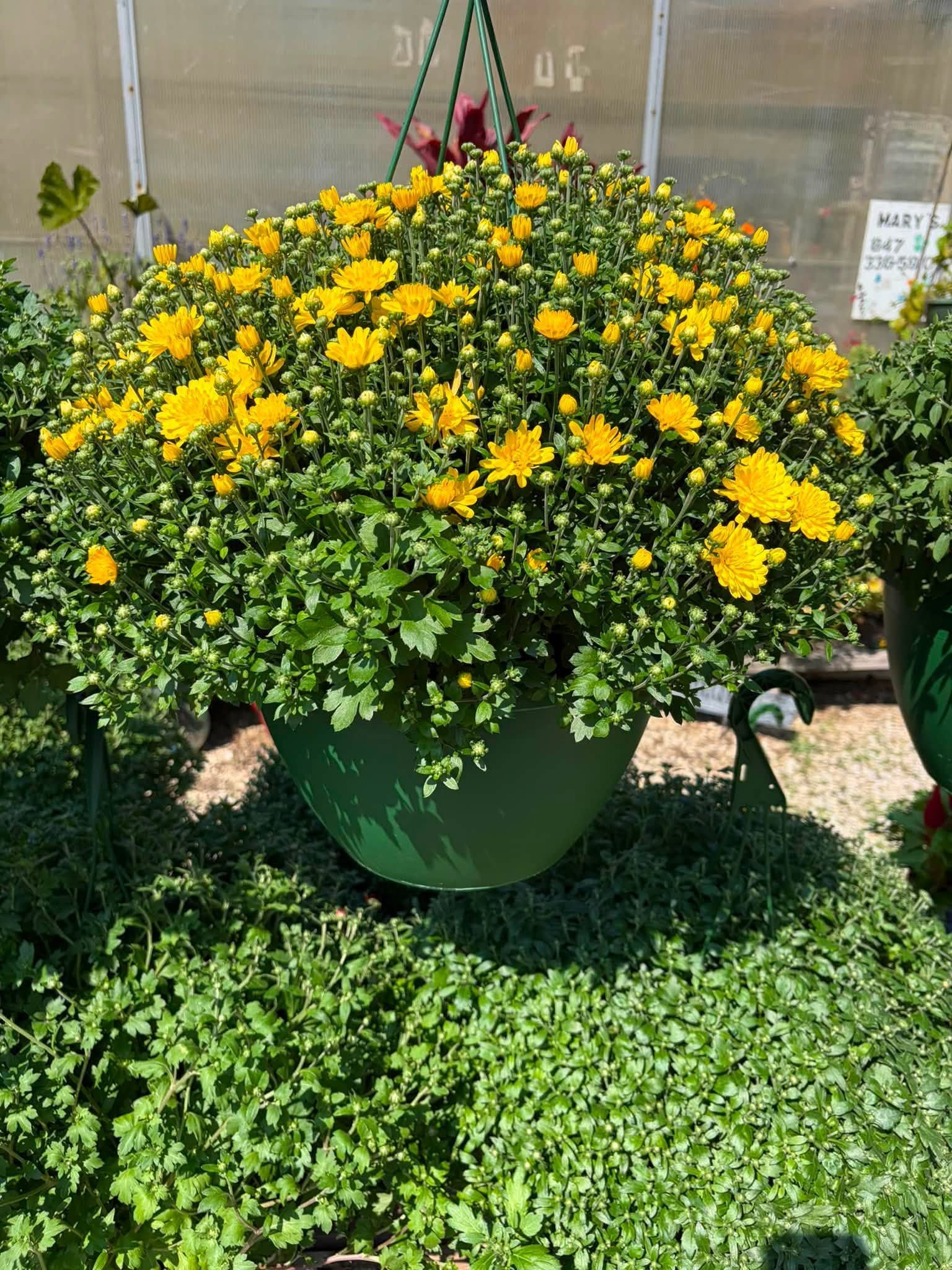 Yellow flowers in a green planter overflowing onto a sidewalk, with dense green groundcover below