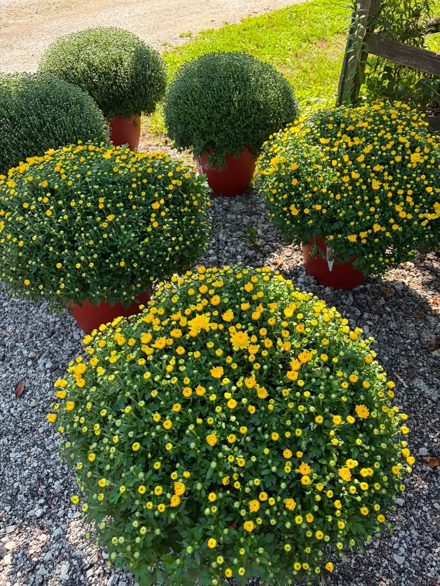 Round potted shrubs with yellow flowers arranged on a gravel patio in sunlight