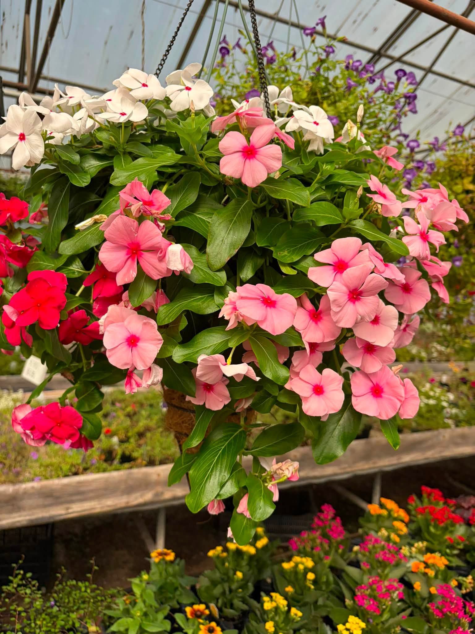 Pink and white flowers in a hanging basket with purple blooms in a garden shop