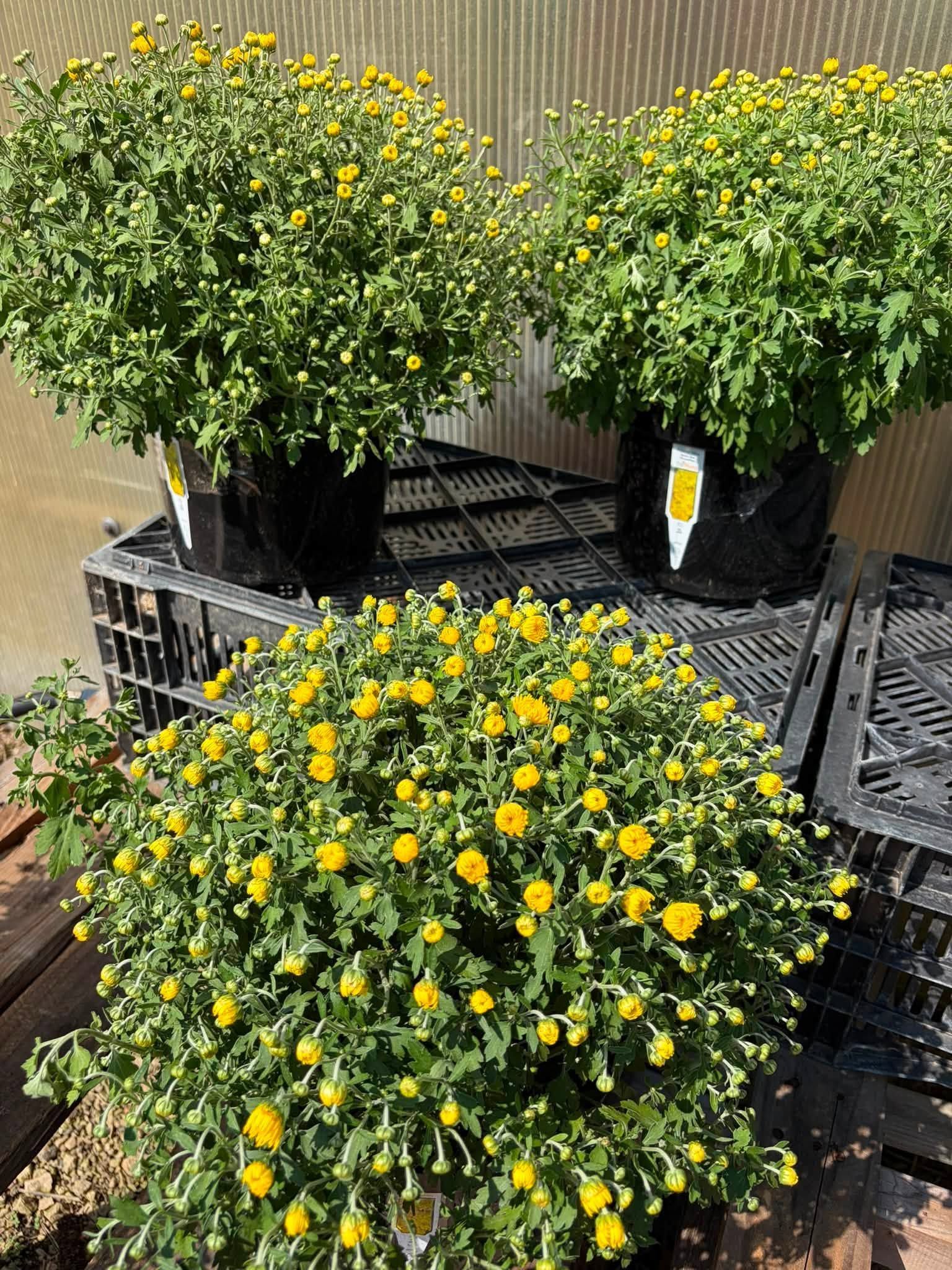 Potted yellow-flowering shrubs displayed on outdoor black crates in a garden center