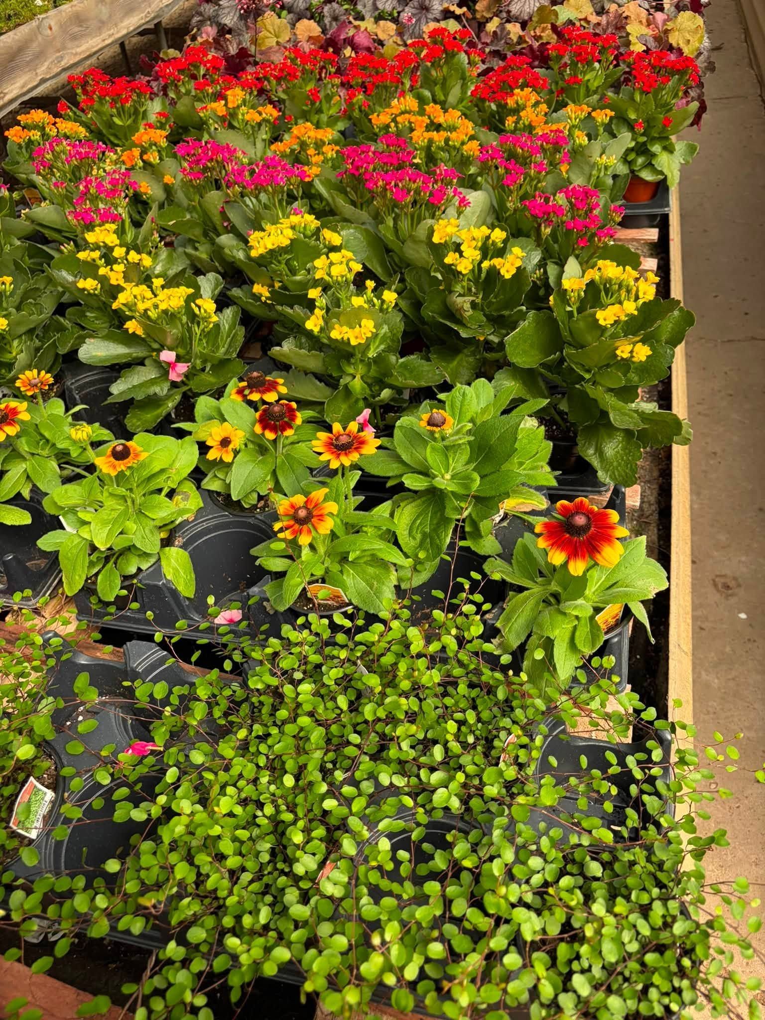 Colorful potted flowers in a garden bed, with red, pink, yellow, and orange blooms beneath leafy green plants