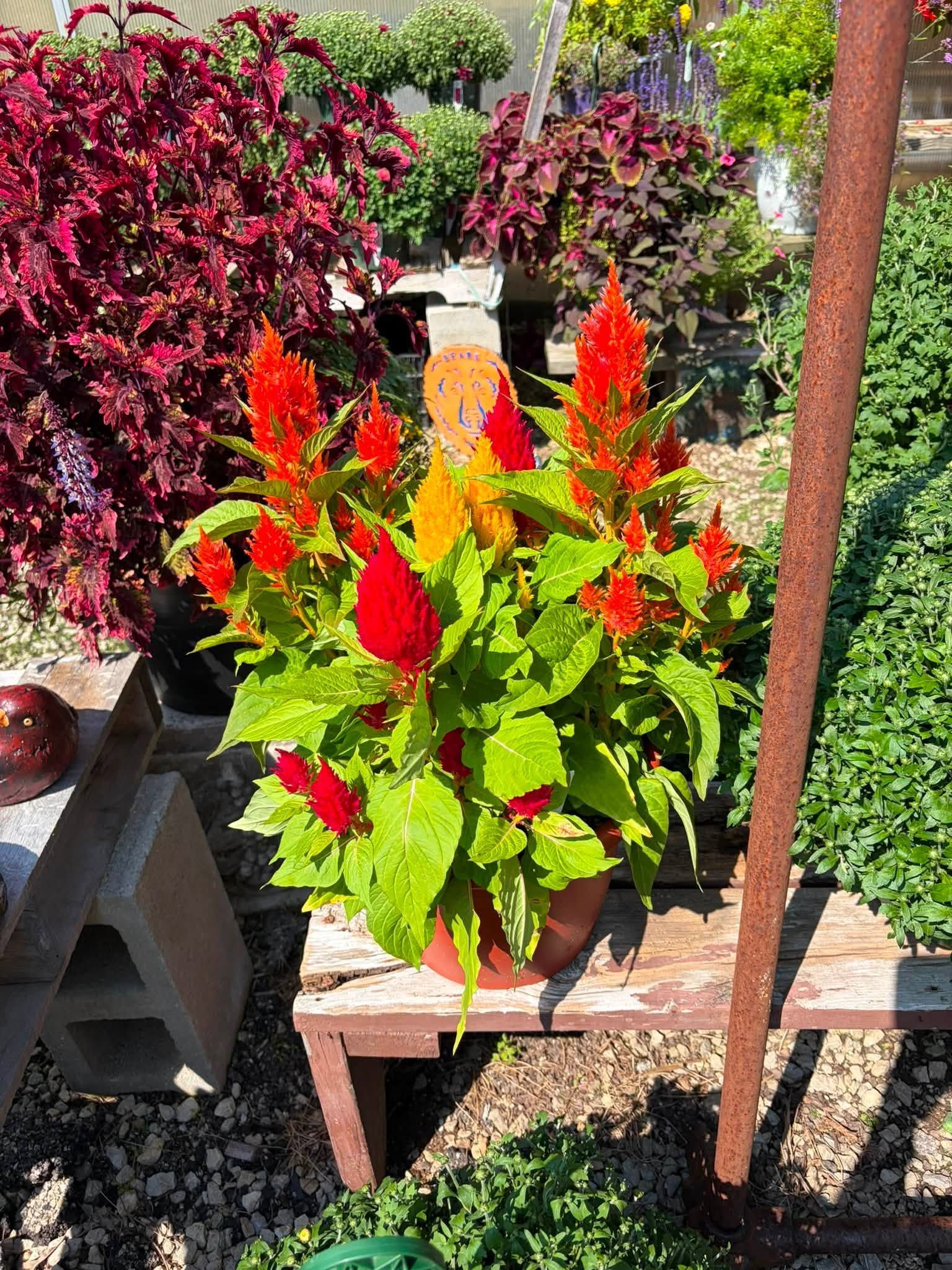 Colorful red and green potted flowers on a wooden bench in a garden patio