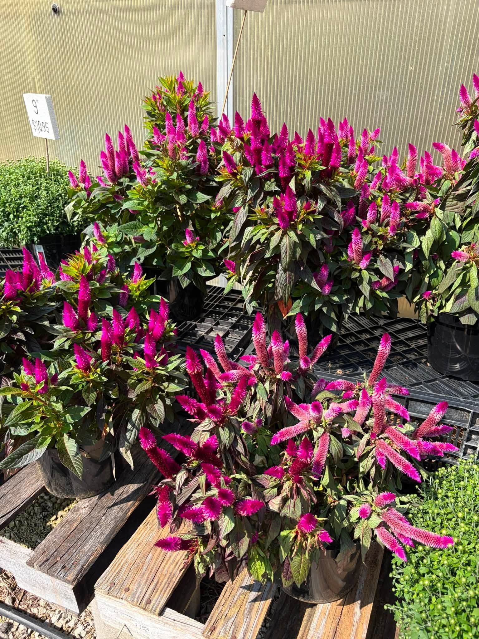 Potted pink flowering plants arranged on wooden pallets beside a fence