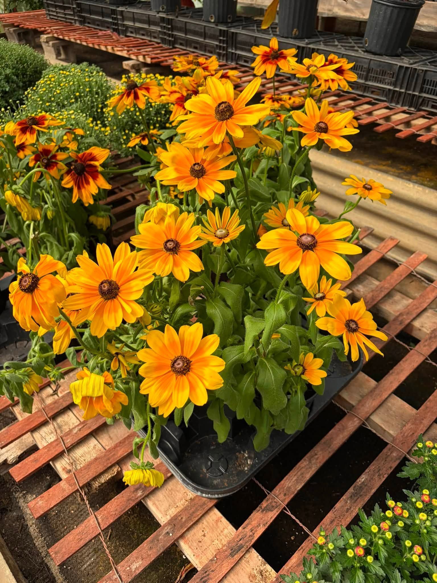 Yellow-orange flowers in black pots displayed on a wooden pallet outdoors